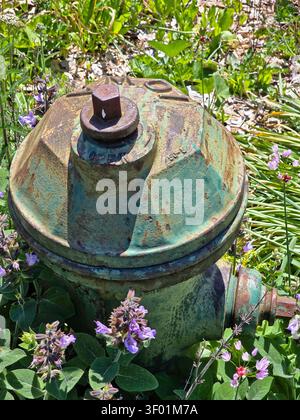 Nahaufnahme des verwitterten Green Vintage Feuerhydranten umgeben von blühenden Purple Wildblumen Stockfoto