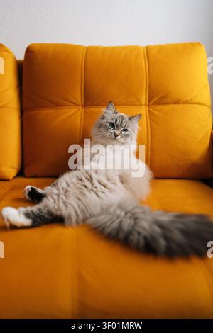Entspannte Neva-Maskenkätzchen ruht bequem auf einer leuchtend gelben Couch, schönes langes Fell blickt in die Kamera in einer gemütlichen häuslichen Umgebung Stockfoto