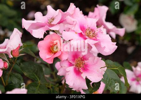 Rosafarbene kompakte, wiederholt blühende Blumenbunda-Rose, rosa „See you in Pink“ in Blume. Stockfoto