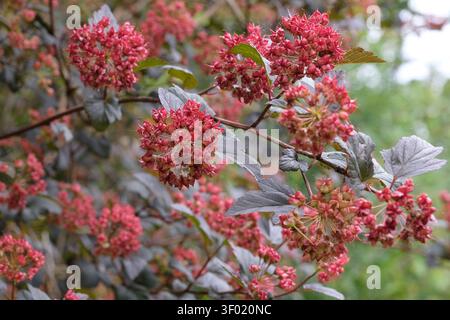 Die rote Frucht von Physocarpus opulifolius, gemeiner ninebark. Stockfoto