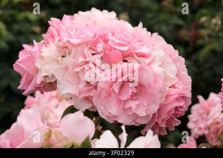 Rosafarbene Strauchrose, rosa „du bist schön“ in der Blüte. Stockfoto