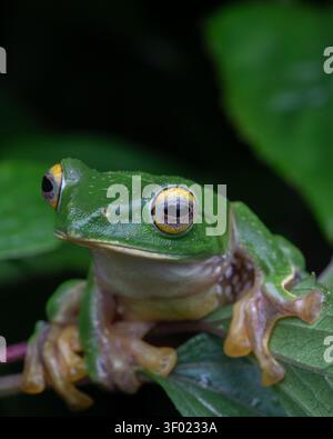 Nahaufnahme eines Malabar-Gleithüpfers auf einem Ast | Endemische Amphibie der Westghats Stockfoto