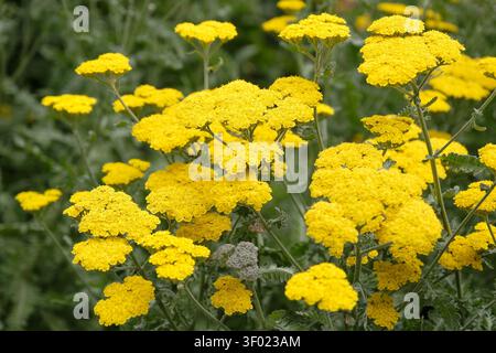 Hellgelbe Achillea oder Schafgarbe, „Mondschein“ in der Blüte. Stockfoto