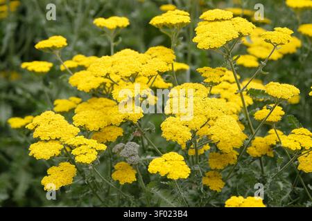 Hellgelbe Achillea oder Schafgarbe, „Mondschein“ in der Blüte. Stockfoto