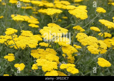 Hellgelbe Achillea oder Schafgarbe, „Mondschein“ in der Blüte. Stockfoto