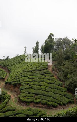 Neblige grüne Hügel und Teeplantagen in Munnar, Kerala, Indien Stockfoto
