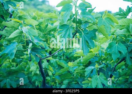 Eine ruhige Szene von Feigenbaumzweigen in einem lebendigen Gartengarten im Freien, mit üppigen grünen Feigen und einem kräftigen braunen Stamm, aufgenommen in einer Nahaufnahme. Thi Stockfoto