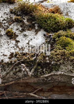 Moos und Flechten bedecken raue Steinwände mit verwitterter Textur und gedämpftem Glanz Stockfoto