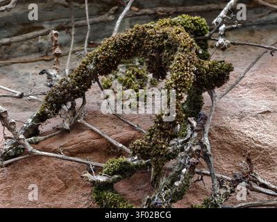 Moosbedeckte Äste und Flechten auf sonnendurchflutetem Sandsteinfelsen mit strukturiertem Detail Stockfoto