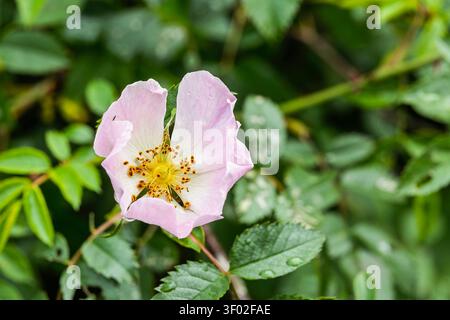Einzelne blassrosa Hunderose blüht natürlich in einer ländlichen Hecke mit grünem Laub und zeigt eine einheimische britische Wildblume während des späten Sprungs Stockfoto