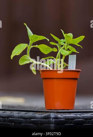 Ein junger Sonnenblumenkeimling mit frischen grünen Blättern und einem Pflanzenetikett, das in einem braunen Plastiktopf wächst, auf einer Rattanoberfläche vor dunklem Hintergrund Stockfoto