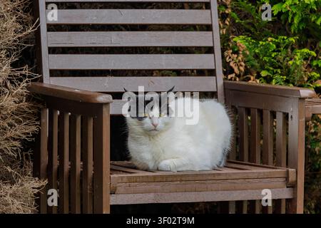 Eine langhaarige schwarz-weiße Katze, die sich auf einem verwitterten hölzernen Gartenstuhl zusammengerollt hat, blickte auf die Kamera mit grünem Nadelholz-Laub dahinter Stockfoto