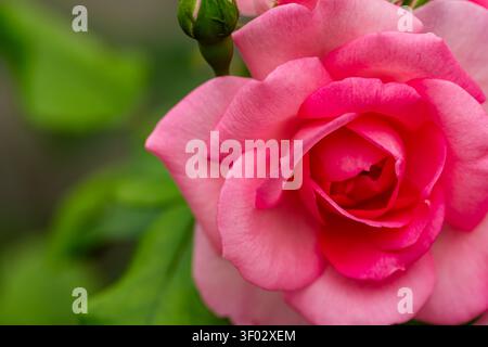 Romantische Makroaufnahme einer blühenden Rose im Frühlingsgarten mit weichem Fokus. Stockfoto