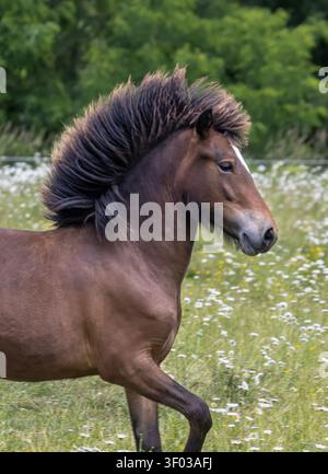 Seitliches Porträt eines Islandpferdes in der Bucht mit einer vom Wind verwehten dunklen Mähne auf einer Wildblumenwiese. Stockfoto