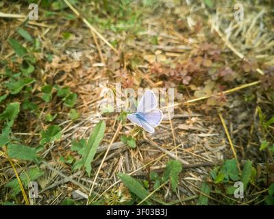 Männlicher gemeiner blauer Schmetterling auf einer Wildblume, Nahaufnahme eines blauen Polyommatus icarus Schmetterlings mit offenen Flügeln in trockenem Gras. Stockfoto