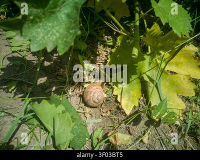 Römische Schnecke kriecht auf trockenem Boden unter einer Weinrebe aus nächster Nähe, große Helix pomatia Gartenschnecke mit einer Spiralschale zwischen Weinblättern. Stockfoto