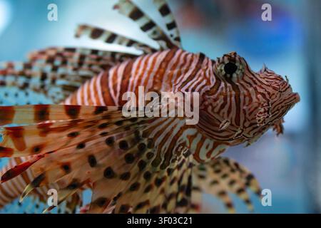 Nahaufnahme von Löwenfischen, die im Aquarium schwimmen, mit markanten gestreiften Flossen Stockfoto