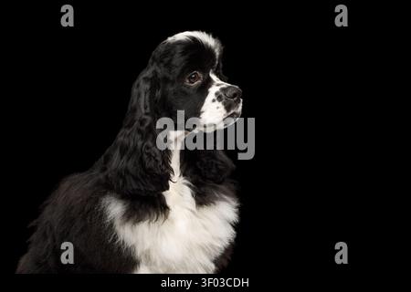 Amerikanischer Cocker Spaniel, der in der Profilansicht wegschaut, Studioporträt auf schwarzem Hintergrund Stockfoto