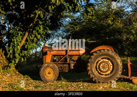 Vera Cruz, SP, Brasilien, 05. Juli 2026: Ein alter und verwitterter Massey Ferguson 65 landwirtschaftlicher Traktor, der bei Sonnenuntergang unter Jackfrucht-Ästen geparkt wurde Stockfoto