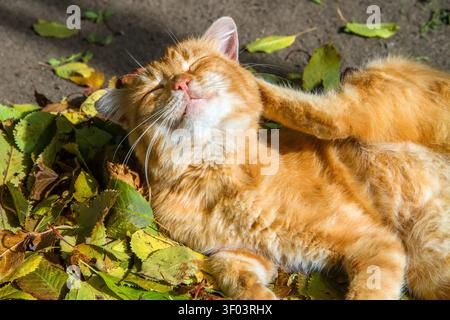 Eine Ingwerkatze kratzt sich hinter seinem Ohr. Ingwerkatze liegt auf einem Haufen herbstlicher Blätter. Stockfoto