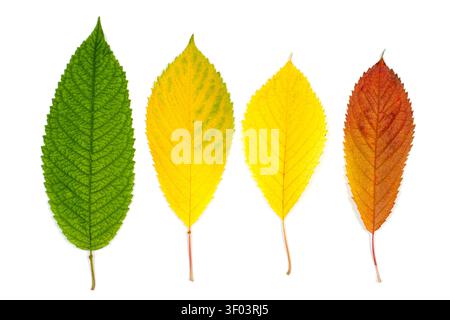 Satz Herbstblätter auf weißem Hintergrund. Rote, gelbe und grüne Blätter. Natürliche lebende Blätter auf weißem Hintergrund. Stockfoto