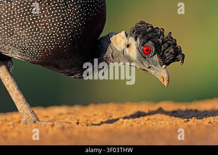 Nahaufnahme eines Guineafuhs (Guttera edouardi), Südafrika Stockfoto