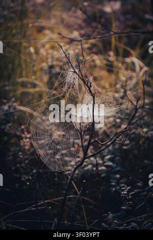 Mit Tau bedeckte Spinnennetze, die in sanftem Morgenlicht mit natürlichem Bokeh leuchten Stockfoto