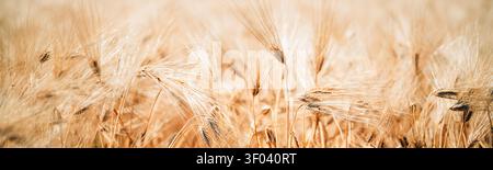 Goldene Gerstenköpfe füllen ein sonnendurchflutetes Feld, das aus nächster Nähe mit warmen Tönen und sanften Bewegungen aufgenommen wurde, was auf Sommerernte, ländliche Landschaft und agricultura hindeutet Stockfoto