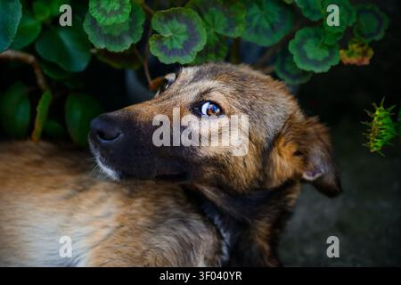 Ein brauner streunender Hund liegt im Gartenbett und blickt mit einem seelenvollen Blick zwischen grünen Blättern zurück. Das Nahaufnahme-Porträt fängt die Textur des Fells ein, ein ausdrucksstarkes Auge Stockfoto