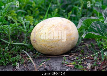 Reifer Netzmelone, die an einer Ranke in einem grünen Gartenerde wächst. Sommerernte, biologischer Landbau und frischer Obstbau. Stockfoto