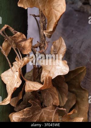 Getrocknete beige Blätter am verwickelten Stiel mit weichem Licht und verschwommenem Hintergrund Stockfoto
