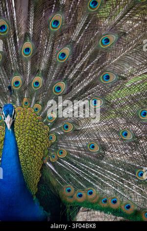 Majestätischer männlicher Pfau mit seinem lebhaften Gefieder Stockfoto