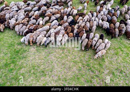 Eine Luftaufnahme, die eine beträchtliche Gruppe von Schafen auf einem lebendigen grünen Rasen zeigt, wobei ihre verschiedenen Farben und Muster zur Geltung kommen. Stockfoto