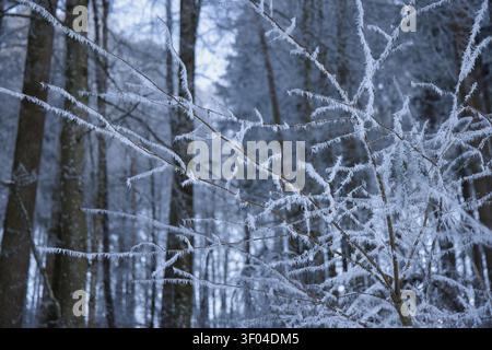 Das Bild zeigt eine Nahaufnahme von Baumzweigen, die stark mit zartem weißen Raureif bedeckt sind, mit einem sanft verschwommenen Winterwald im Hintergrund Stockfoto