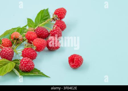 Frische Himbeeren Mit Grünen Blättern Auf Blauem Hintergrund Mit Großem Kopierraum Stockfoto