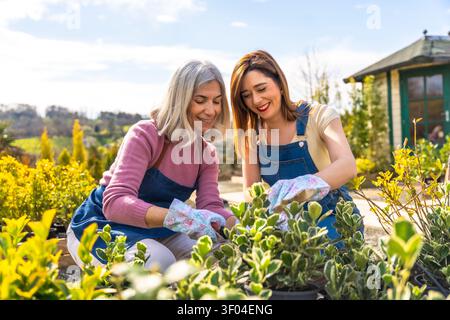 Gärtnerinnen, die in der Pflanzenzüchtung arbeiten und sich um Setzlinge kümmern Stockfoto