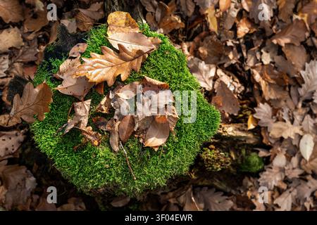 Herbstblätter ruhen auf moosigem Baumstamm im Wald und bilden einen strukturierten Hintergrund mit Eichenlaub, Rinde und Erdtönen. Sonnenlicht hebt grünes Moos und hervor Stockfoto