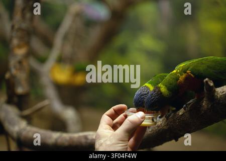 Nahaufnahme zweier leuchtender grün-blauer Lororikeets, die sich aus einem kleinen Becher ernähren, der von einer menschlichen Hand auf einem verwitterten Zweig in einem sanft verschwommenen Trop gehalten wird Stockfoto
