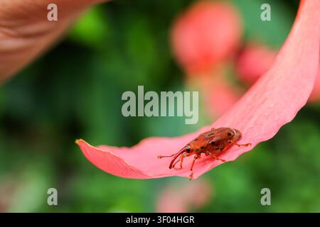 Ein roter Käfer auf rosa Blütenblatt Nahaufnahme Makrofotografie Insekten Natur im Freien Stockfoto