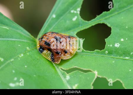 Ein Schildkrötenkäfer mit orangefarbenen und schwarzen Flecken auf grünem Blatt mit Löchern, zeigt natürliche Insektendetails und lebendige Farben in Makroscho aus nächster Nähe Stockfoto