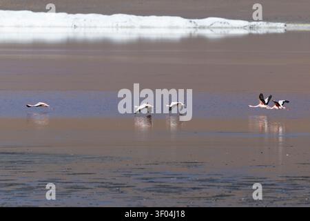 Eine Flamingos-Schar fliegt tief über einem Salzsee Stockfoto