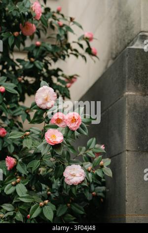 Üppiger rosa Kamelienstrauch, der an einer Steinmauer blüht Stockfoto