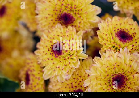 Nahaufnahme der gelben Chrysanthemenblume Stockfoto