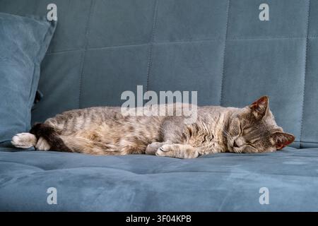 Eine graue getigerte Katze schläft ausgestreckt auf einem blauen gepolsterten Sofa Stockfoto