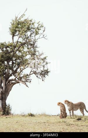 Zwei Geparden neben einem einsamen Baum in der afrikanischen Savanne Stockfoto