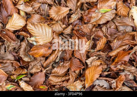 Trockene Buchenblätter bedecken den Waldboden und schaffen einen kräftigen Herbsthintergrund mit Braun-, Kupfer- und Ockertönen. Gerolltes Laub bildet eine organische Textur Stockfoto