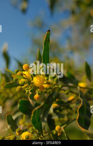 Gelbe Akazien-Pompomblüten und grüne Knospen blühen an einem Ast mit langen Blättern im warmen Sonnenlicht, Zypern, Frühling. Stockfoto