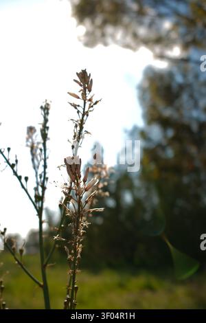Getrocknete Asphodel-Blütenstängel im Gegenlicht vor einem hellen Himmel mit verschwommenen grünen Bäumen, Zypern-Wiese, Frühling. Stockfoto