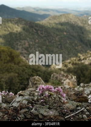 Rosa Wildblumen blühen zwischen Felsen auf einem Bergrücken mit weitläufigen Aussichten auf die Täler und Hügel des Troodos-Gebirges, Zypern, im Frühling. Stockfoto