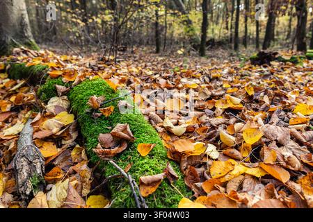 Moosig gefallener Baumstamm liegt zwischen gelben und braunen Blättern auf dem Herbstwaldboden, mit weichem Wald im Hintergrund. Landschaftlich schöne, saisonale Textur sorgt für Ruhe Stockfoto